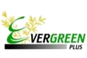 evergreen